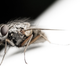 Illustration for article titled 294 Creepy Crawly Bug Wallpapers